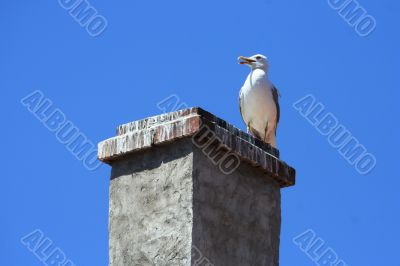 SEAGULL SEATING ON THE ROOF