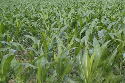 corn growing