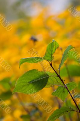 Two colors of autumn