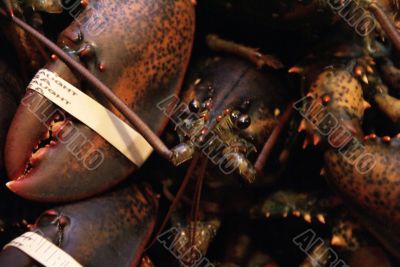 Live lobsters, ready for market
