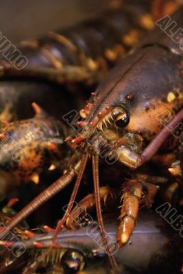 Live lobsters, ready for market