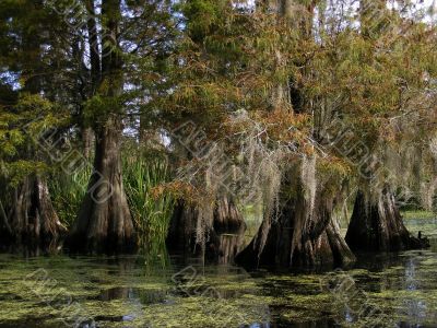 cypress trees in south carolina