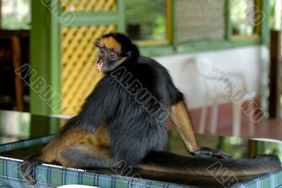 the amazonian rain forest monkey