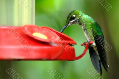 humming bird