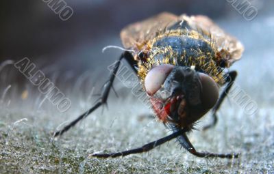 dead fly macro