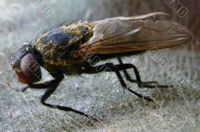 dead fly macro