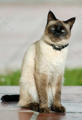 the siamese cat