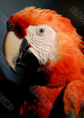 the parrot the parrot
