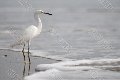 the ecuadorian white heron on pacific ocean