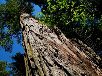 Redwood Tree Redwood Tree