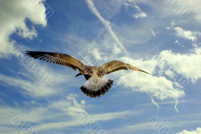 Gull Flying