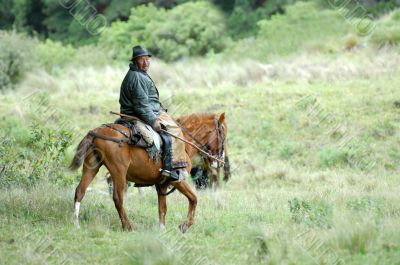 the latin horseman