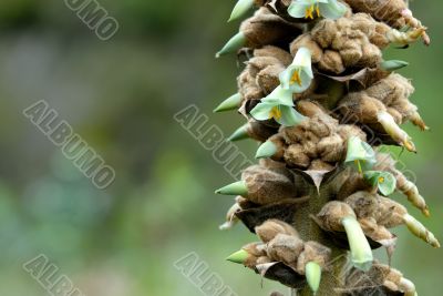 the exotic ecuadorian mountain flower