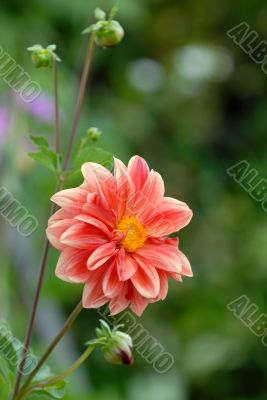 the dahlia in the garden