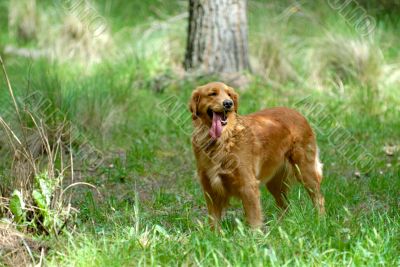the golden retriever the golden retriever