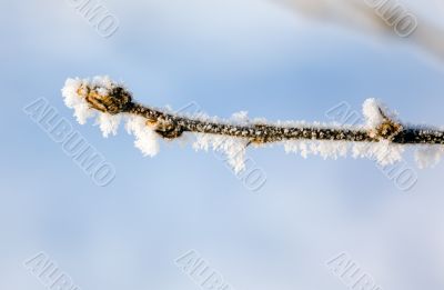 Snow branch