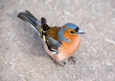 Chaffinch