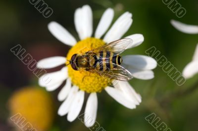 Hoverfly on a white camomile