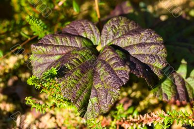 Leaf of cloudberries
