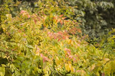 Collection of autumn leaves in tree nurseries 6 Collection of autumn leaves in tree nurseries 6