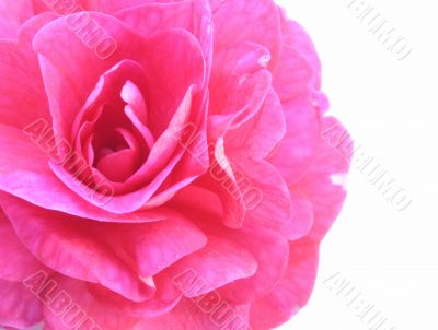 pink beauty on white