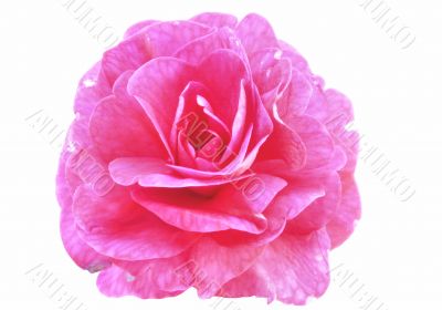pink beauty