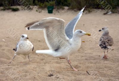 seagulls on beach