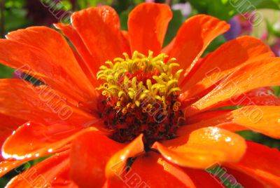 orange flower