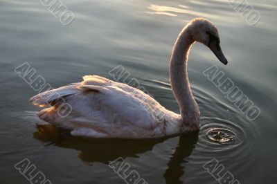 majestic cyganet