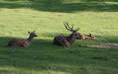 deer family