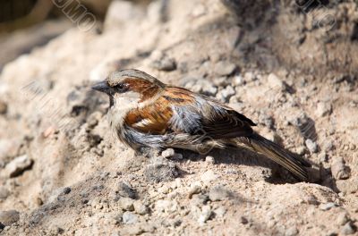 Sparrow after washing