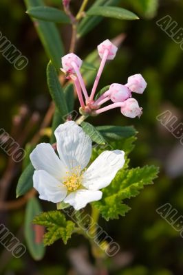 Flowering of cloudberries