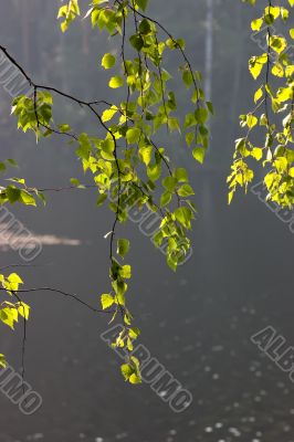 Birch foliage