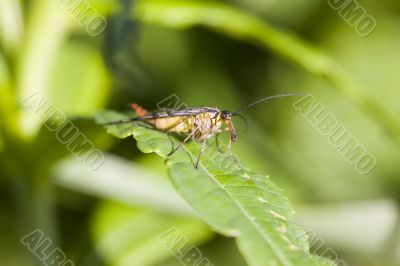 scorpion`s tail (Panorpa communis)