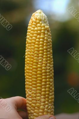 good harvest this year