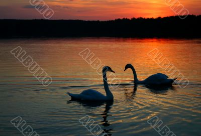 loving couple