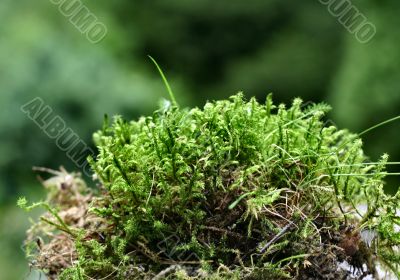 moss details