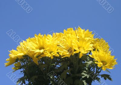 yellow bright flowers against the sky