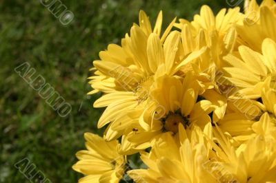 yellow bright flowers details