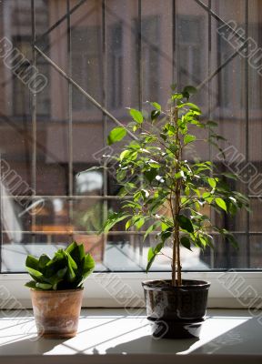 Plants on a window sill