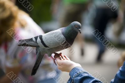 The pigeon on a hand