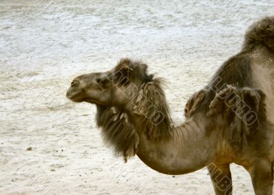 part of camel