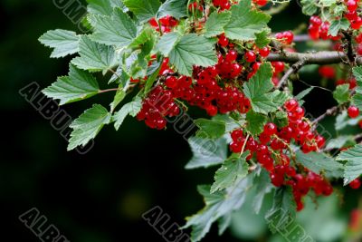 Red currant