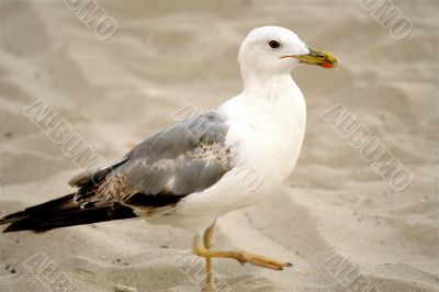 Seagull on the sand