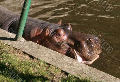 hippos in zoo