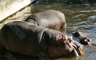 hippos in zoo