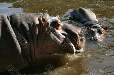 hippos in zoo