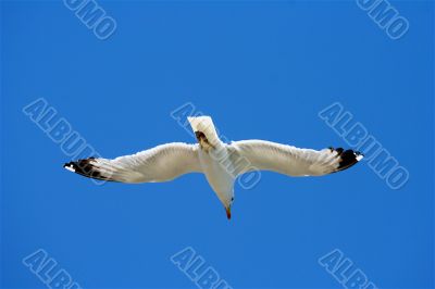 Flying seagull