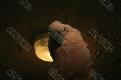 parrot looking down on you