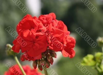 red inflorescence